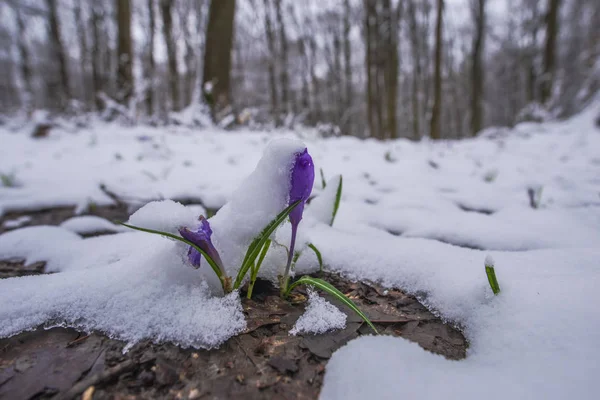 Closeup view of snowy forest ground with first fresh plants.