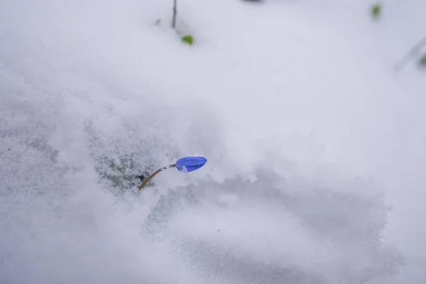 Closeup View Snowy Forest Ground First Fresh Plants — Stock Photo, Image