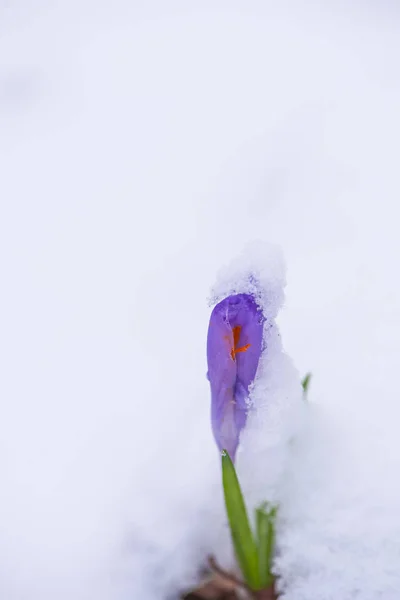 Primer Plano Primera Flor Nieve Azafrán Tierno —  Fotos de Stock