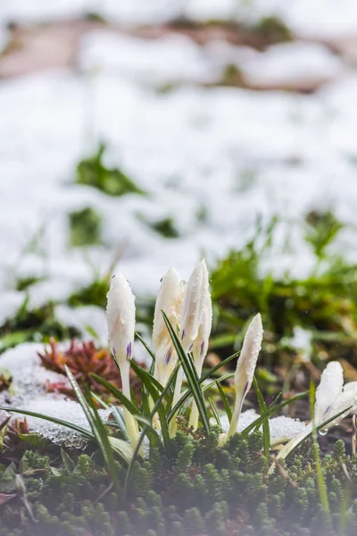 Closeup view of snowy forest ground with first fresh plants.