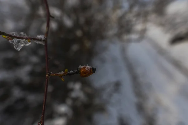 Ледяные Ветви Размытом Естественном Фоне — стоковое фото