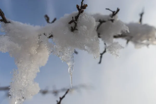 Гілки Сніжного Дерева Природний Фон — стокове фото
