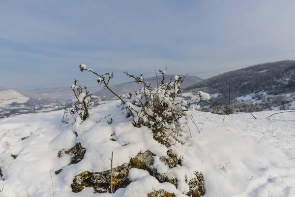 Montagnes Enneigées Avec Arbres Plantes — Photo