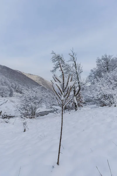 Snöig Skog Träd Med Snö Landskap — Stockfoto