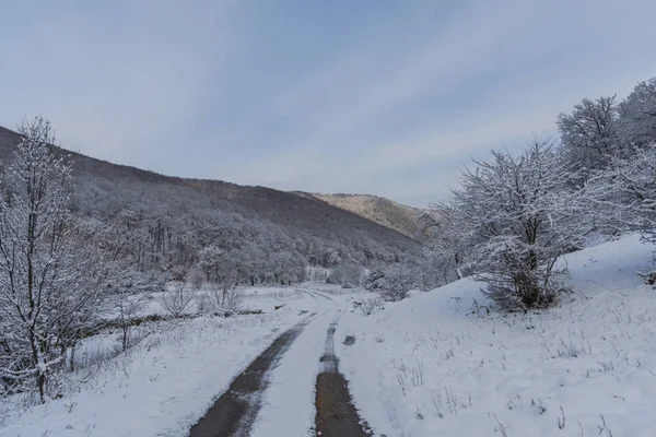 Foresta Innevata Alberi Con Paesaggio Innevato — Foto Stock