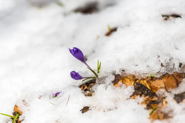 Detail view of snowy forest ground with first fresh plants.