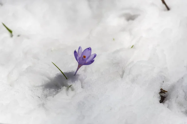 Detail View Snowy Forest Ground First Fresh Plants — Stock Photo, Image