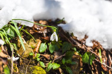 Ayrıntı görünümü karlı orman zemin ilk taze bitkiler ile.