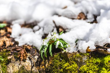 Ayrıntı görünümü karlı orman zemin ilk taze bitkiler ile.
