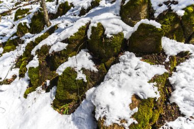 Snowy orman, ağaçlar ile kar ve ilk taze tesisleri.