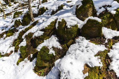 Snowy orman, ağaçlar ile kar ve ilk taze tesisleri.