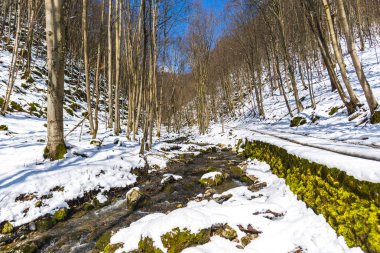 Snowy orman, ağaçlar ile kar ve ilk taze tesisleri.
