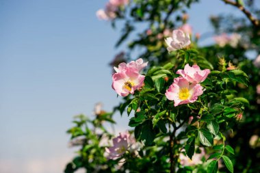 Çiçek açan köpek gül bush