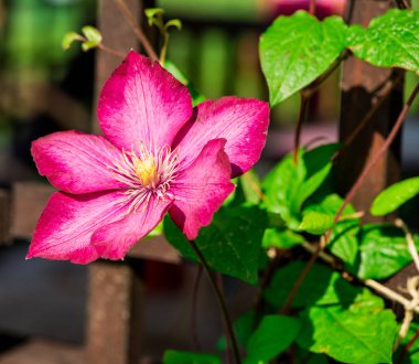 Pembe çiçek çiçek açan, makro çekim.