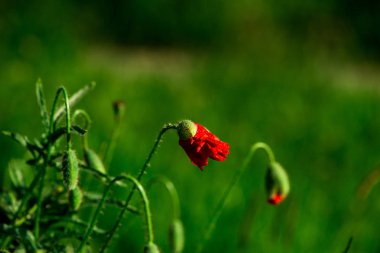 parlak çiçek haşhaş ile yeşil alan