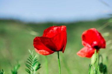 parlak çiçek haşhaş ile yeşil alan