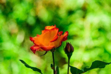 Gül bush görünümünü kırpılmış