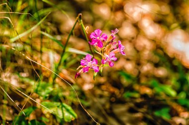 çiçek açan ihale çiçekleri, doğal arka plan