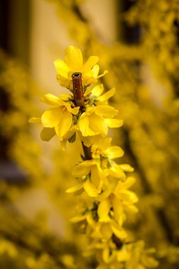 Çiçek açan bush ile sarı çiçekler, bahar.
