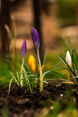 Kır çiçekleri ormandaki ayrıntı görünümü.