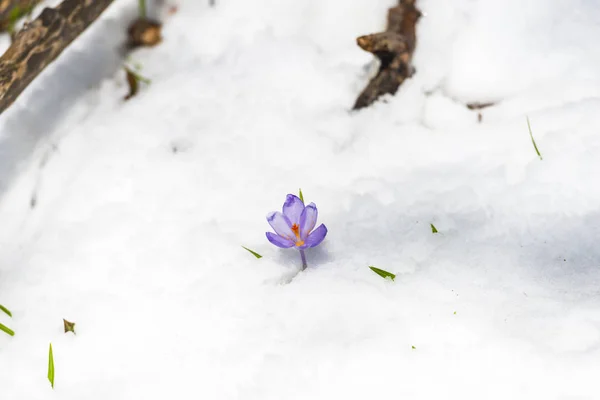 Dettaglio Vista Del Terreno Boschivo Innevato Con Prime Piante Fresche — Foto Stock