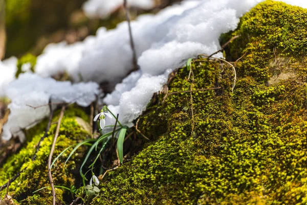 Detaljvy Snöiga Skogen Marken Med Första Färska Växter — Stockfoto