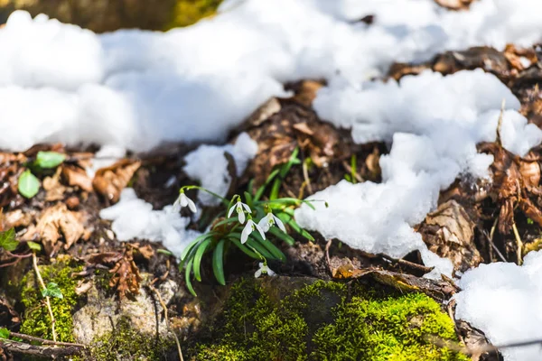 Detailansicht Des Verschneiten Waldbodens Mit Ersten Frischen Pflanzen — Stockfoto