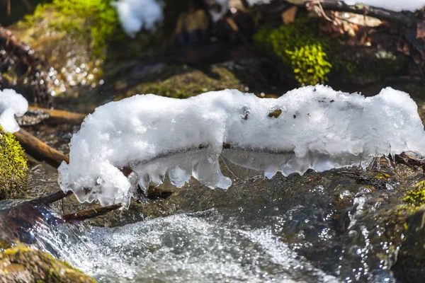 与第一新鲜植物的雪森林地面的详细看法 — 图库照片