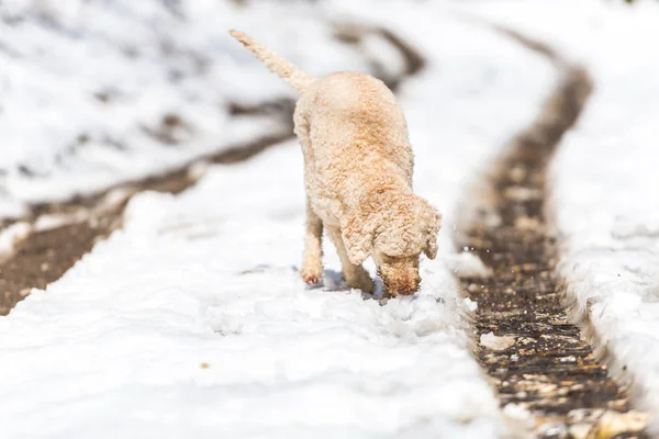 Carino Barboncino Beige Che Cammina Nella Foresta Innevata Inverno — Foto Stock