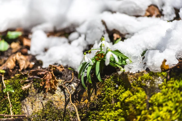 最初の新鮮な植物によって雪の樹林地の詳細ビュー — ストック写真
