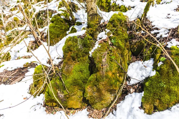 Bosque Nevado Árboles Con Nieve Primeras Plantas Frescas — Foto de Stock