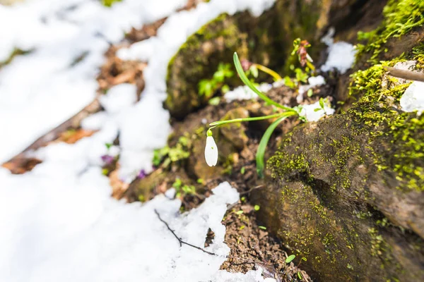 Detail view of snowy forest ground with first fresh plants.