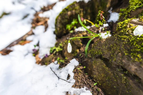 最初の新鮮な植物によって雪の樹林地の詳細ビュー — ストック写真