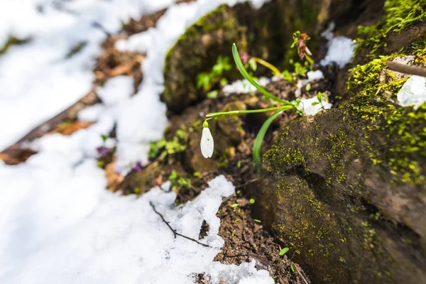 Detailní Pohled Zasněžené Lesní Půdy První Čerstvé Rostliny — Stock fotografie