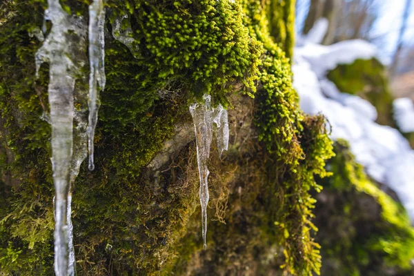 Detail View Snowy Forest Ground First Fresh Plants — Stock Photo, Image