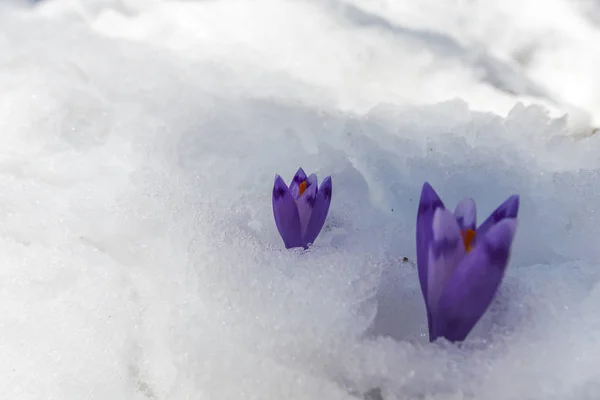 Detailansicht Des Verschneiten Waldbodens Mit Ersten Frischen Pflanzen — Stockfoto