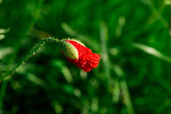 Квітучі Ніжні Квіти Природний Фон — стокове фото