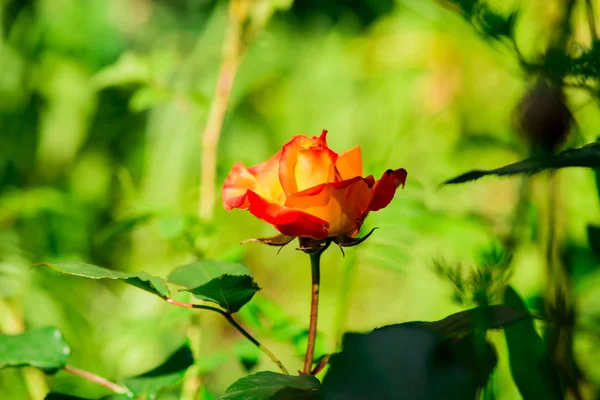 Vue Rapprochée Rose Cultivée — Photo