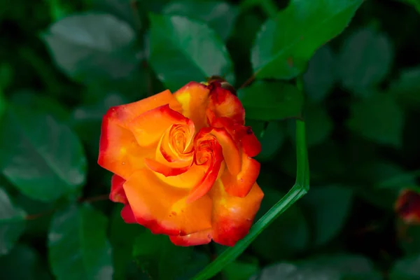 Близкий Взгляд Культивируемую Розу — стоковое фото