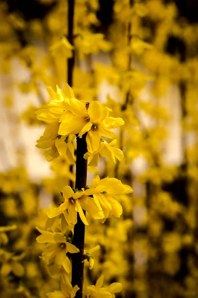 盛开的灌木与黄色的花 — 图库照片