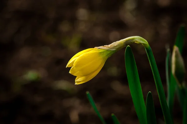 若い黄色のスイセンの花の芽 — ストック写真