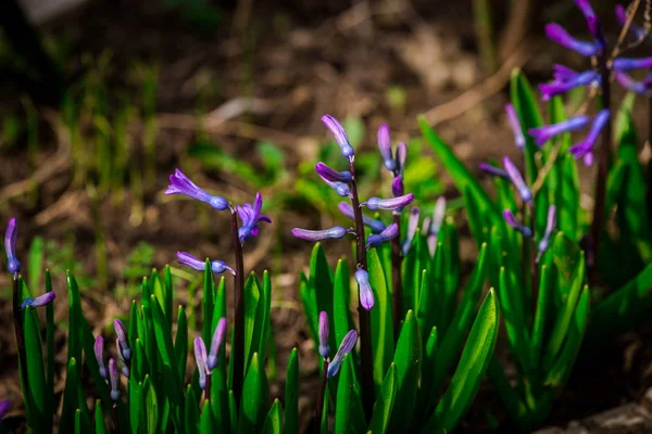 Detailansicht Von Wildblumen Wald — Stockfoto