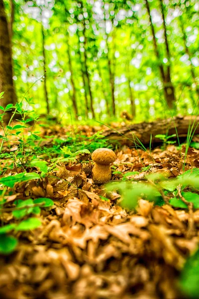 Small Mushrom Bright Green Spring Forest — Stock Photo, Image