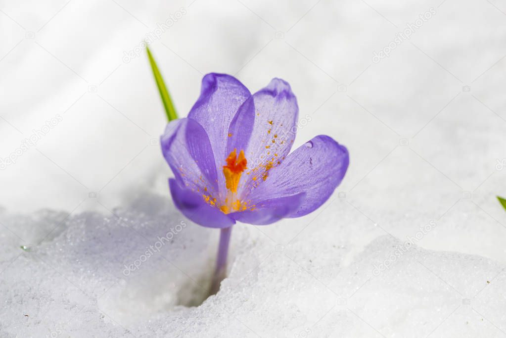 Closeup of first flower in snow, tender crocus.
