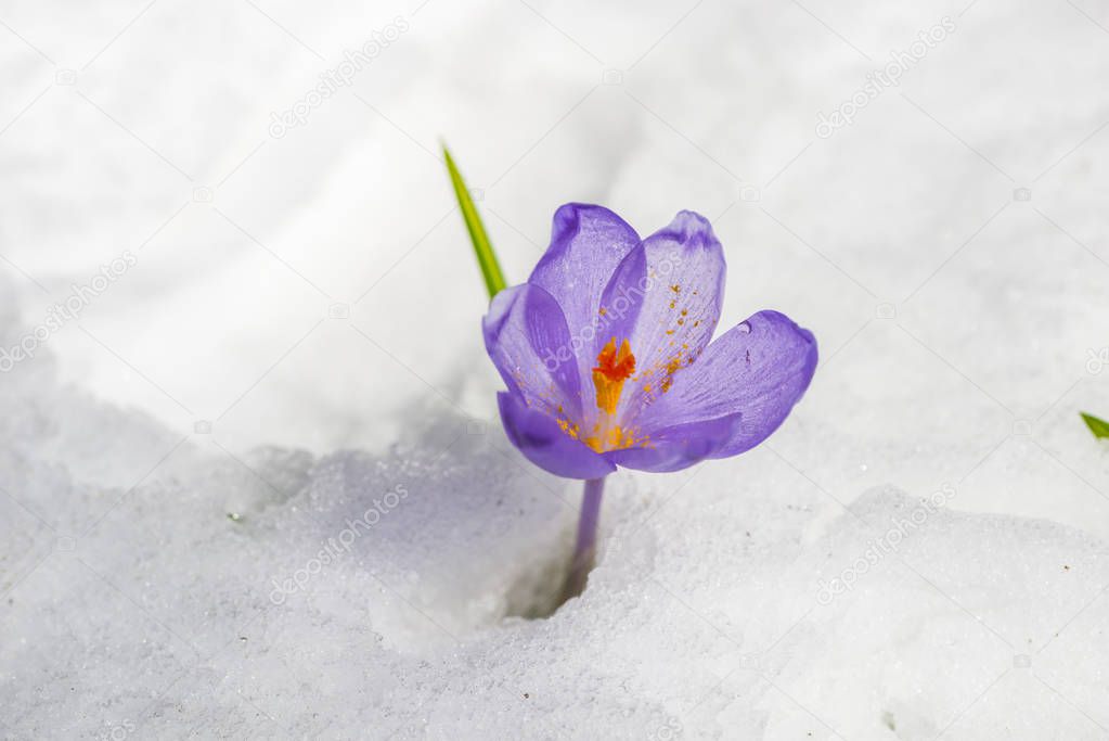 Closeup of first flower in snow, tender crocus.