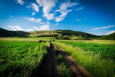 Taze yeşil çimen, mavi gökyüzü ile kabarık beyaz bulutlar alanıyla yaz.