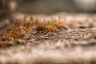 Sonbahar ormanının detayları, doğal arka plan.