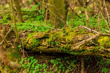 Kırık ağaç yosun kaplı