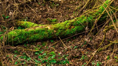 Kırık ağaç yosun kaplı