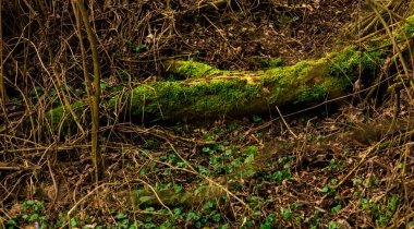Kırık ağaç yosun kaplı